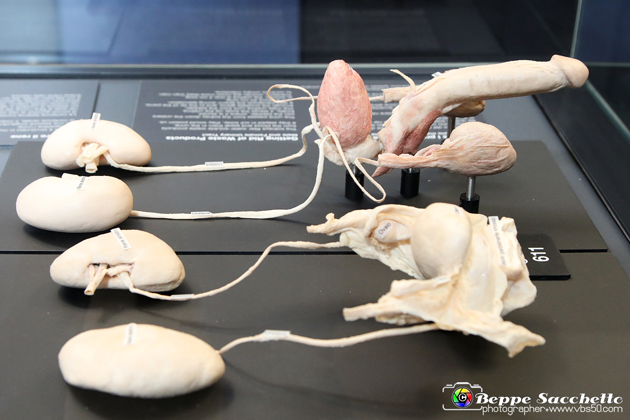 VBS_2590 - Tratto urinario maschile e femminile - Mostra Body Worlds.jpg